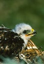 Ferruginous Hawk Young Royalty Free Stock Photo
