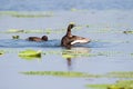 Ferruginous pochard, aythya nyroca