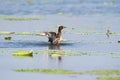 Ferruginous pochard, aythya nyroca