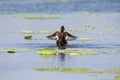 Ferruginous pochard, aythya nyroca