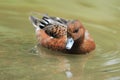 Ferruginous pochard