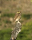 Ferruginous Pygmy-Owl, Aegolius ridgwayi