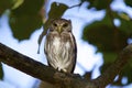 Ferruginous Pygmy-Owl 837812