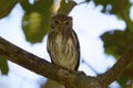 Ferruginous Pygmy-Owl 841059