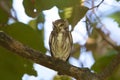 Ferruginous Pygmy-Owl 841061