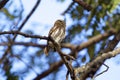 Ferruginous Pygmy-Owl 841039