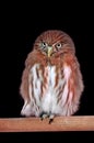 Ferruginous pygmy owl