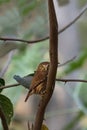 Ferruginous Pygmy-Owl