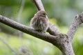 Ferruginous Pygmy Owl Glaucidium brasilianum on a tree branch