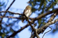 Ferruginous Pygmy-Owl 841027