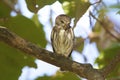 Ferruginous Pygmy-Owl 841064