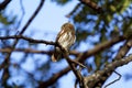 Ferruginous Pygmy-Owl 841029