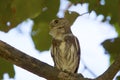 Ferruginous Pygmy-Owl 841046