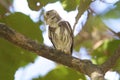Ferruginous Pygmy-Owl 841066