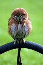 Ferruginous Pygmy-owl