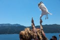 the ferry boat on the way to Thassos Island in Greece, passengers feeding a seagull Royalty Free Stock Photo