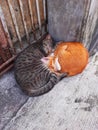 a pair of cats were fast asleep in front of the fence