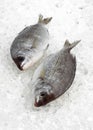 FERSH GILTHEAD BREAM ON ICE