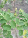 Fersh Moringa leave in field