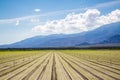 Fertile Agricultural Field of Organic Crops in California