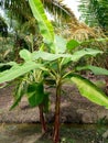 The fertile banana tree will soon bear fruit..