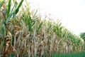 Fertile cornfields in the morning, with green leaves Royalty Free Stock Photo