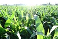 Fertile cornfields in the morning, with green leaves Royalty Free Stock Photo