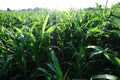 Fertile cornfields in the morning, with green leaves Royalty Free Stock Photo