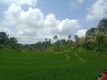 view of rice fields in tabanan bali