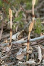 Fertile field horsetail Royalty Free Stock Photo