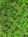 fertile and fresh purslane plants