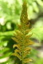 Fertile frond of cinnamon fern in Manchester, Connecticut