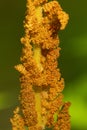 Golden brown fertile frond of cinnamon fern in Glastonbury, Connecticut