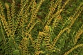 Fertile fronds of Christmas fern in Sheipsit State Forest, Connecticut. Royalty Free Stock Photo