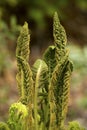 Fertile stalks of cinnamon fern in Newbury, New Hampshire. Royalty Free Stock Photo