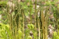 Fertile stalks of cinnamon fern in Newbury, New Hampshire. Royalty Free Stock Photo