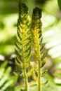 Fertile frond of cinnamon fern in Manchester, Connecticut