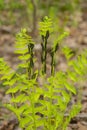 Fertile fronds of the interrupted fern in Goodwin State Forest Royalty Free Stock Photo