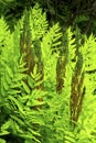 Fertile fronds of royal fern, White Memorial, Litchfield, Connecticut. Royalty Free Stock Photo