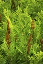 Fertile fronds of royal fern, White Memorial, Litchfield, Connecticut. Royalty Free Stock Photo