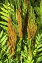 Fertile fronds of royal fern, White Memorial, Litchfield, Connecticut. Royalty Free Stock Photo