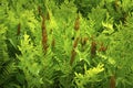 Fertile fronds of royal fern, White Memorial, Litchfield, Connecticut. Royalty Free Stock Photo