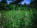 Fertile Garden With Lemon Basil Or Kemangi Plants