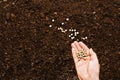 Fertile garden soil texture background top view Royalty Free Stock Photo