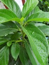 fertile green leaves in the garden