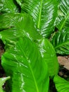 fertile green leaves in the garden