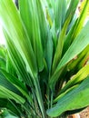 fertile green trees in the vase