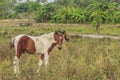 Horses, fertile kawatuna valley with foraging animals