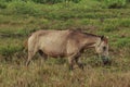 Horses, fertile kawatuna valley with foraging animals