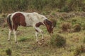 Horses, fertile kawatuna valley with foraging animals